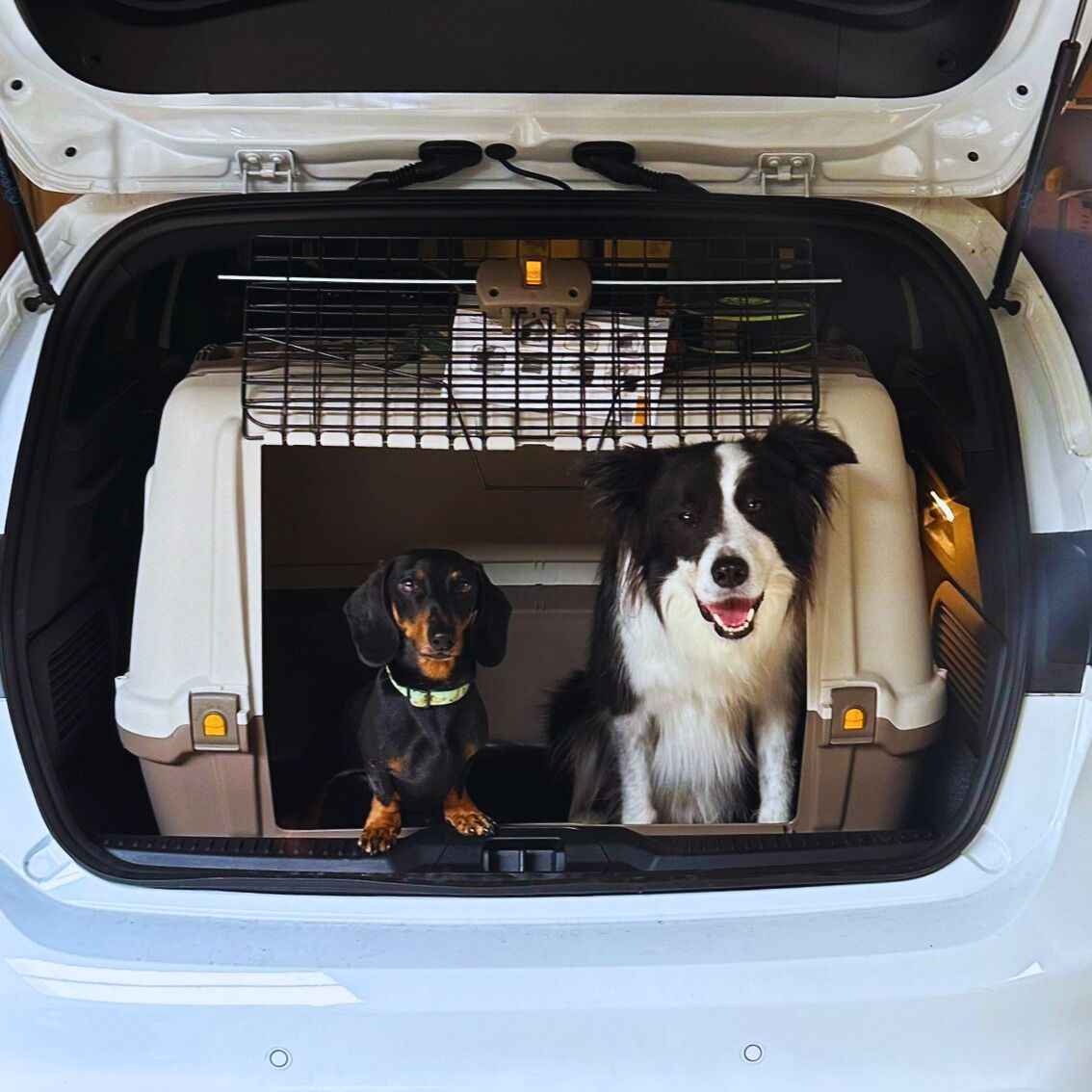 BARF in Vacanza: Come Gestire i Pasti Fuori Casa Senza Stress