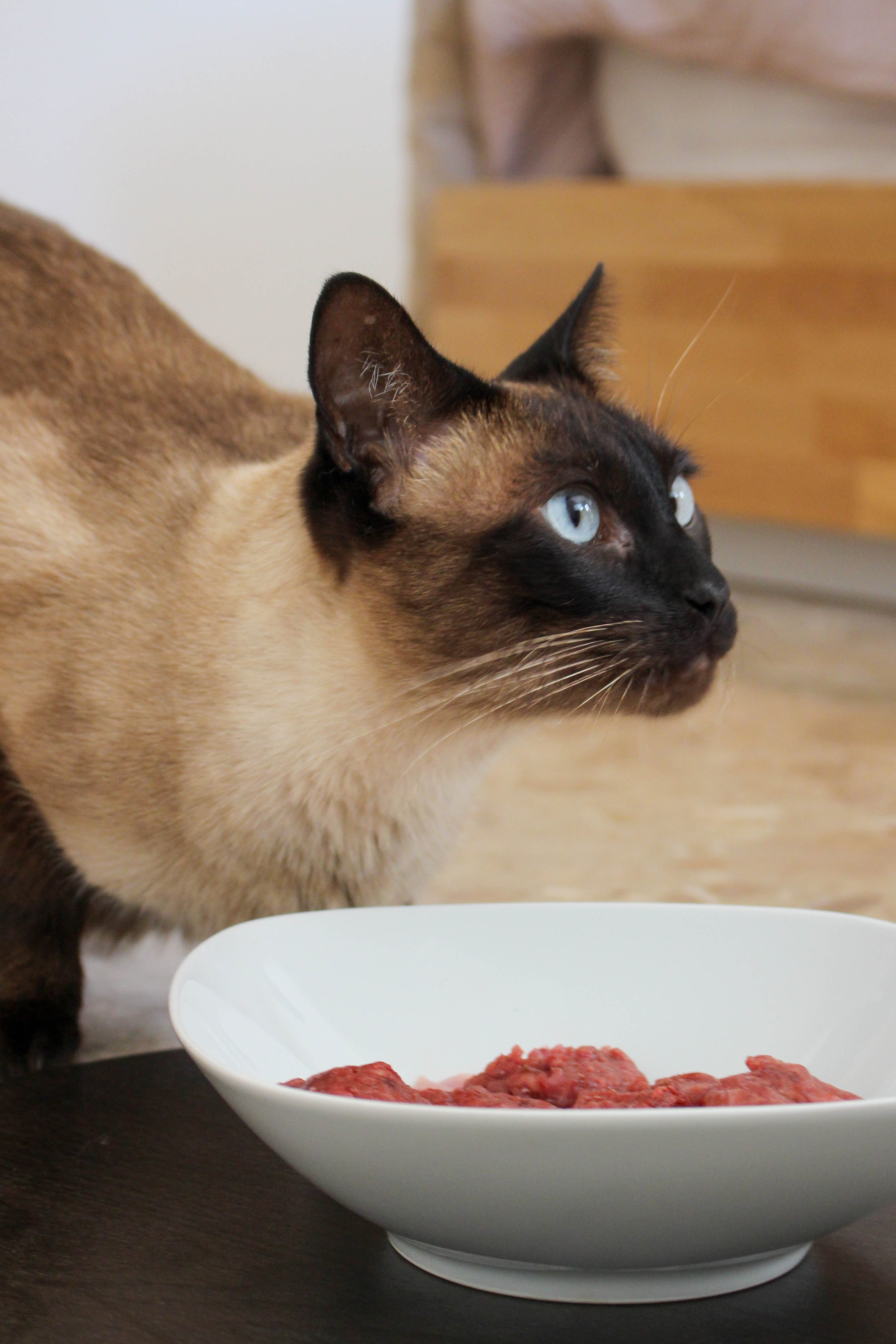 Menù completi BARF per Gatti